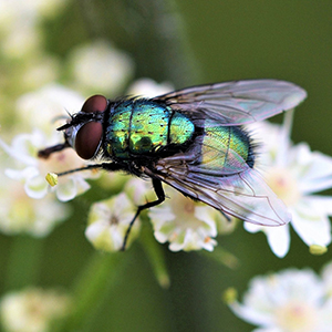 Schmeißfliege