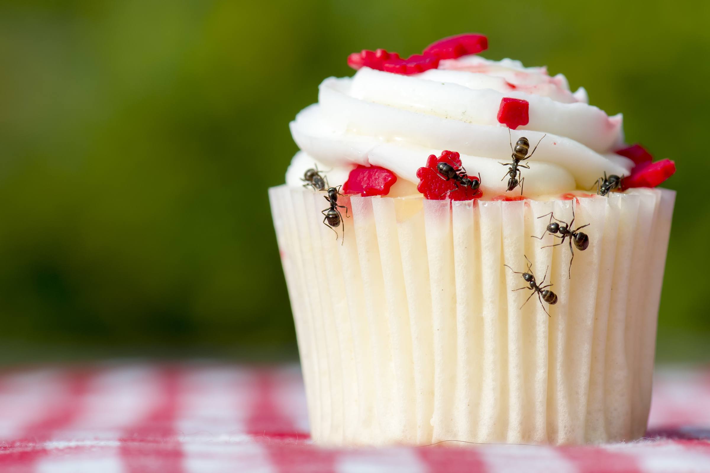 Ants On A Cupcake