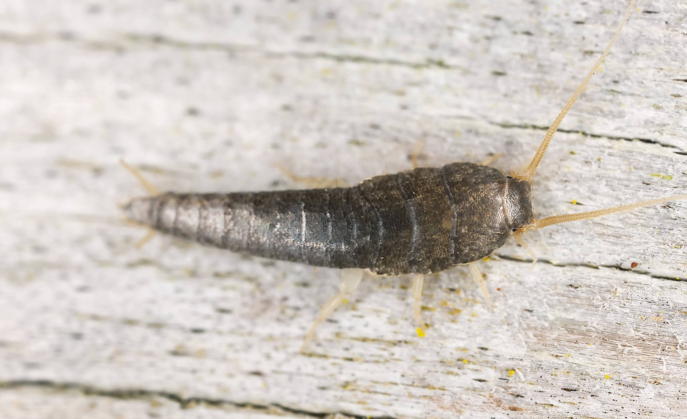 Silverfish sitting on wood, extreme close up with high magnification Silberfisch