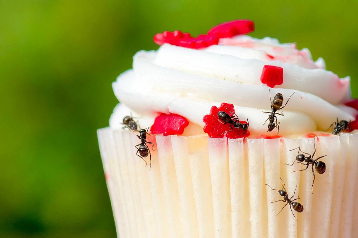 Ameisen im Haus bekämpfen- alles Wichtige zur Abwehr