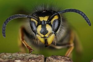 Wespen vertreiben - alles Wichtige zu Schutz & Abwehr
