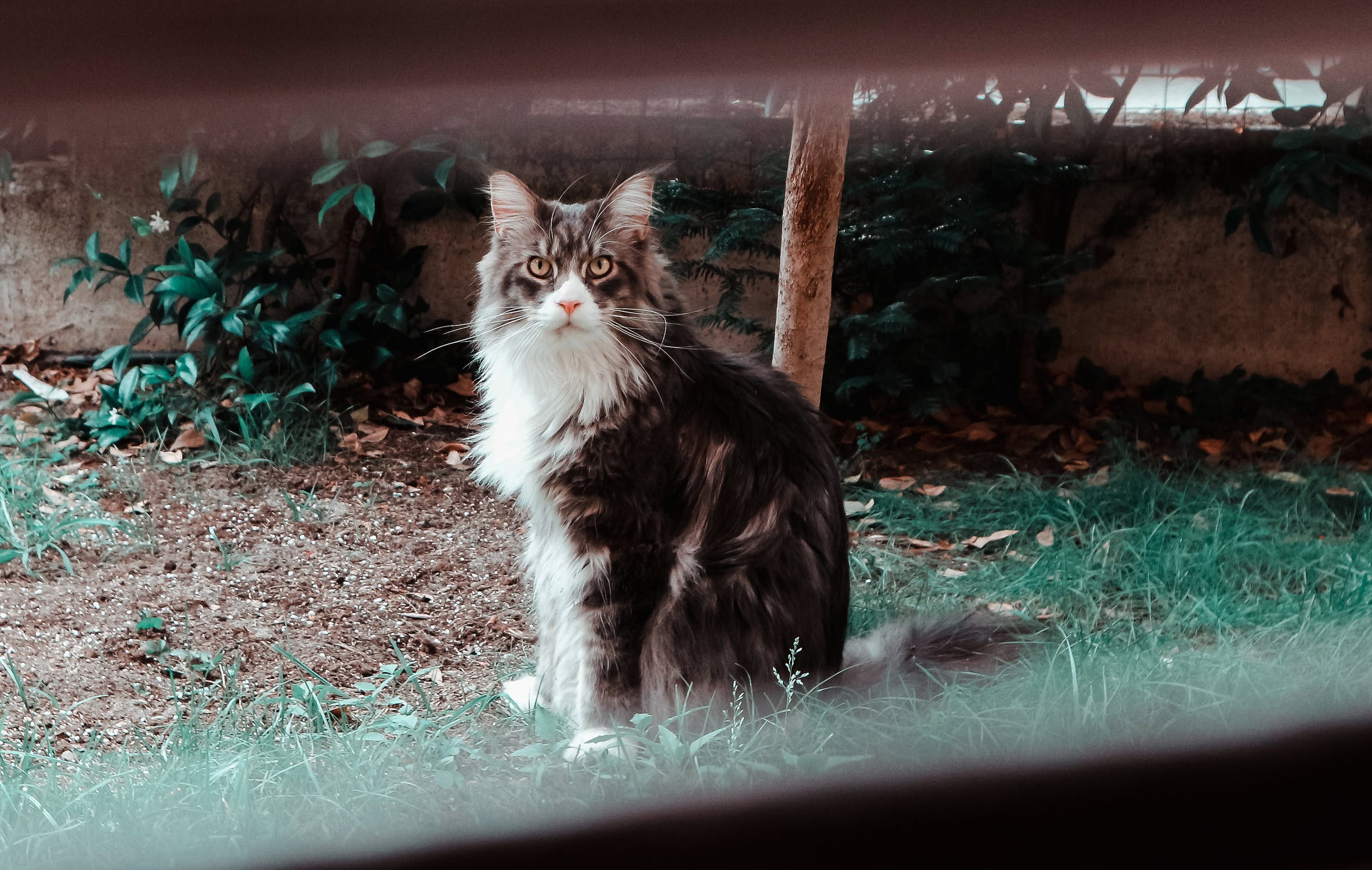 Katzenabwehr: Katzen vertreiben aus Haus & Garten