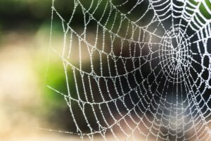 Spinnen im Haus loswerden