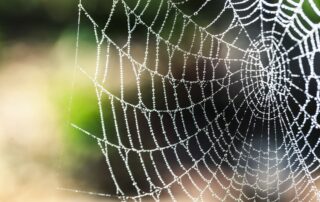 Spinnen im Haus loswerden