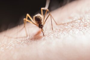 Mückenstiche lindern und vorbeugen: So verschwindet der lästige Juckreiz