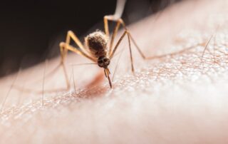 Mueckenstiche und Mosquitostiche was hilft gegen muecken