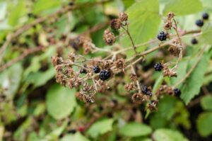 Folge von Insektensterben: Unbefruchtete, vertrocknete Blüten