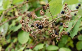 Folge von Insektensterben: Unbefruchtete, vertrocknete Blüten