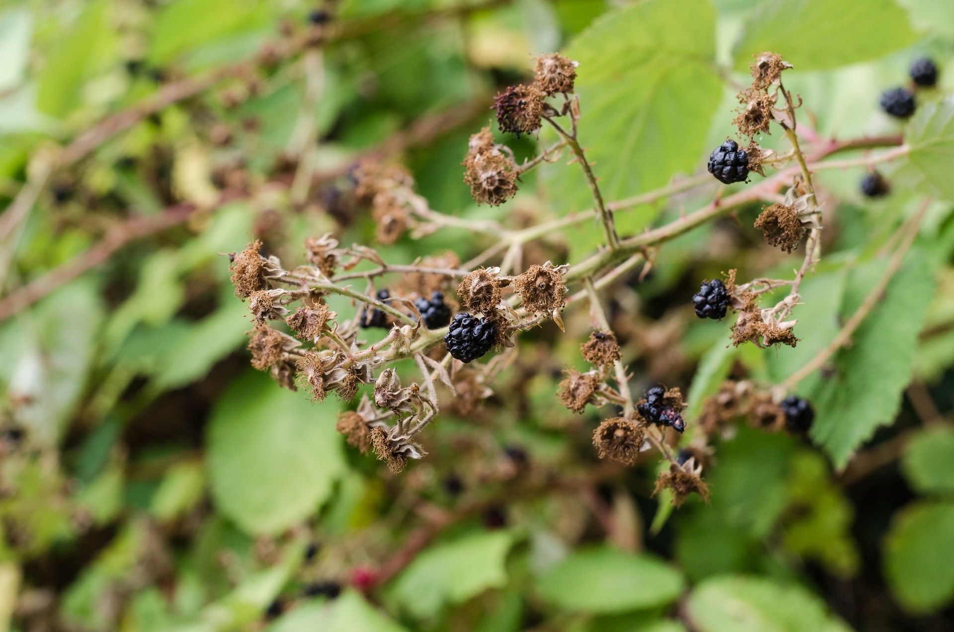 Folge von Insektensterben: Unbefruchtete, vertrocknete Blüten