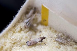 Motten: Eine Anleitung zur Bekämpfung der Schädlinge