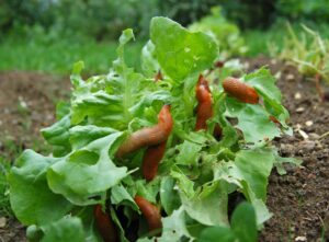 Schnecken im Garten effektiv vertreiben