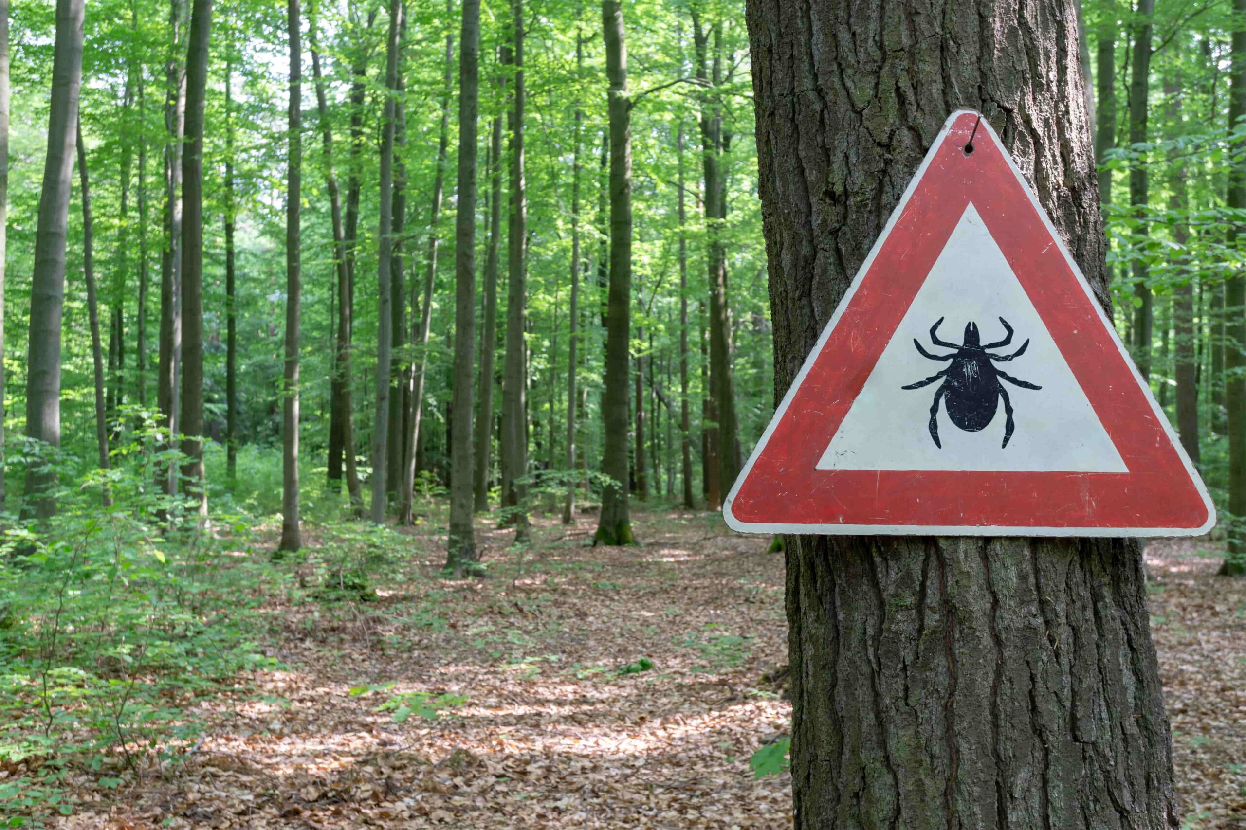 Zecken Warnung Schutz vor Zecken