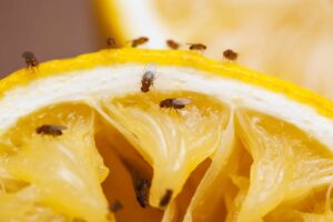 Fruchtfliegen loswerden: Was gegen die kleinen Plagegeister wirklich hilft