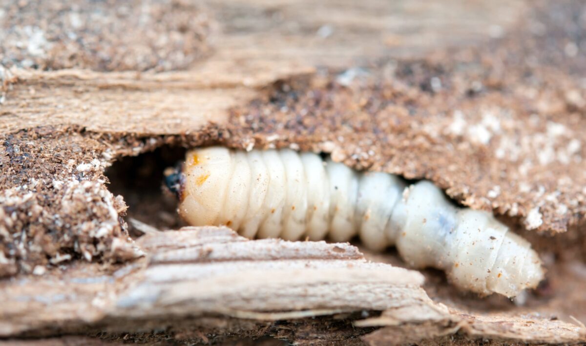 Holzwurm im Holz