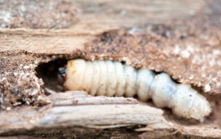 Holzwurm im Holz