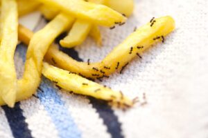 Lästige Ameisen: Anti-Ameisenspray mit Permethrin