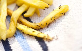 Lästige Ameisen: Anti-Ameisenspray mit Permethrin