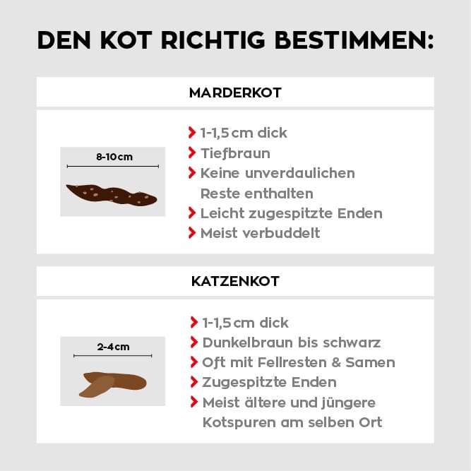 Marderkot im Vergleich mit Katzenkot