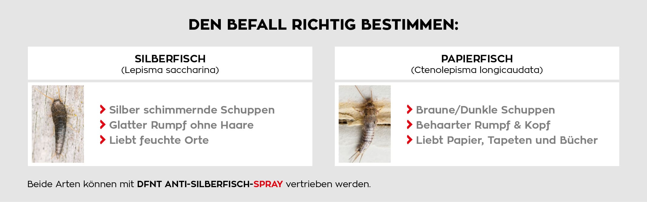 Vergleich Silberfisch Papierfisch