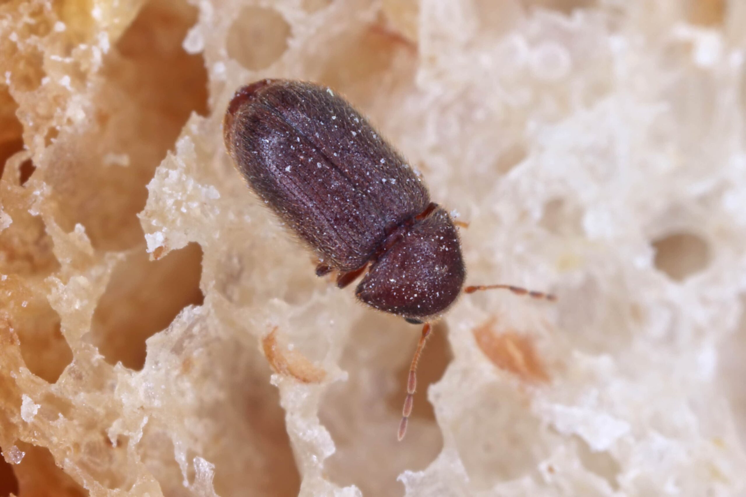 tiny brown beetle by bathroom sink