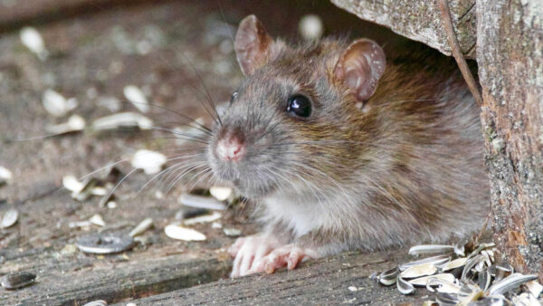 41+ Haus Mit Garten Kann Ratten Reinkommen, Entdecken sie bewährte
