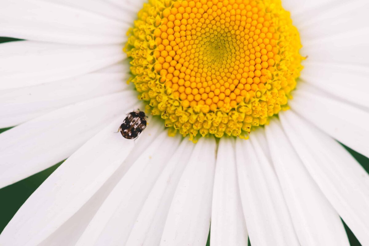 9 auffällige Käfer im Garten und wie man sie erkennt - PETBOOK