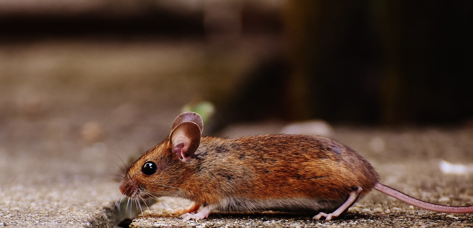 Mäuse vertreiben: 5 tierfreundliche Hausmittel 