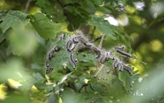 Ratgeber Tierabwehr & Schädlingsbekämpfung - Seite 2 von 6 - DFNT