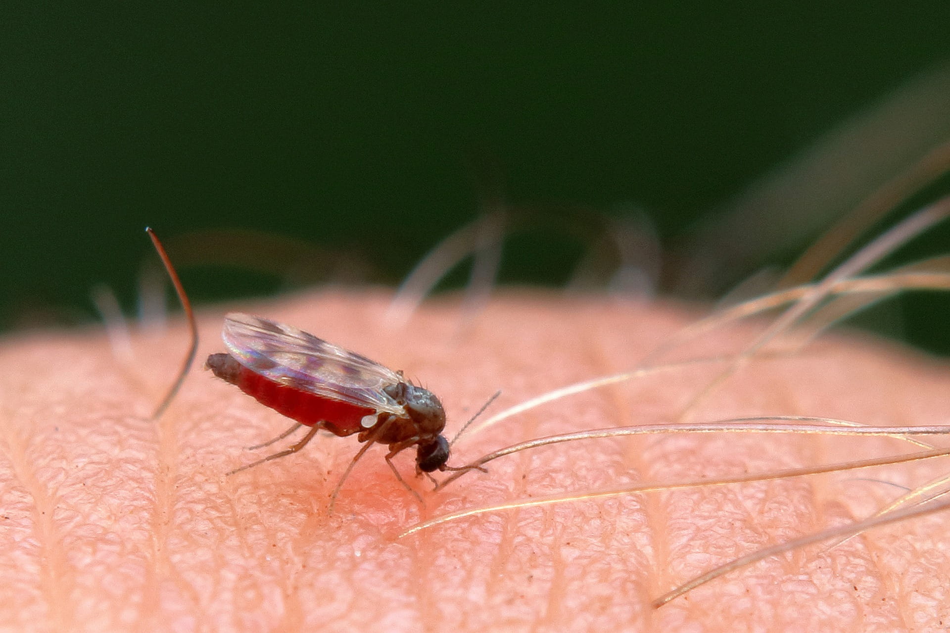 Kriebelmücken: Aggressive Mini-Blutsauger auf dem Vormarsch