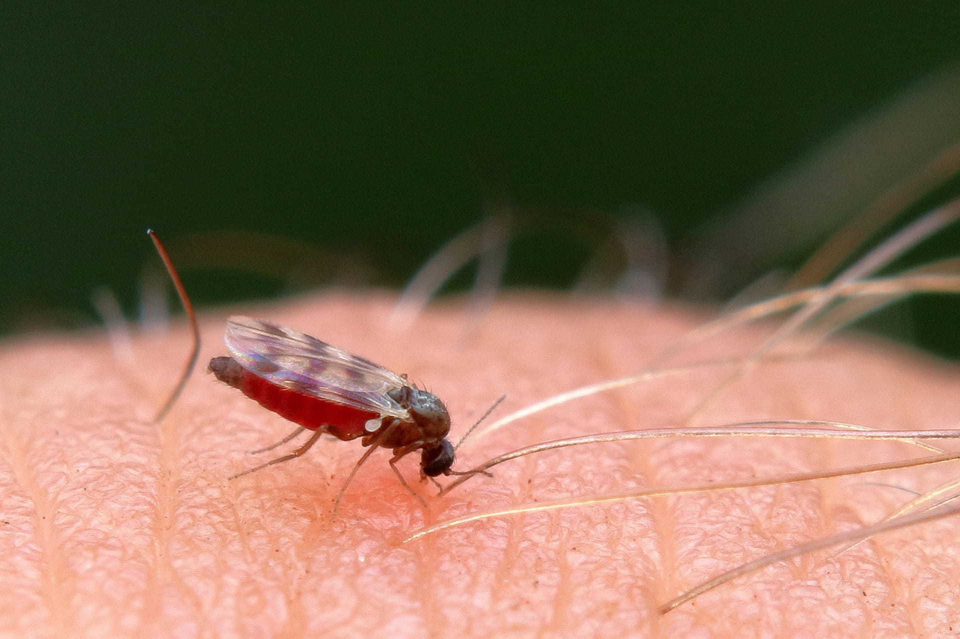 Insektenspray Haut & Körper - Insekten und Mücken bekämpfen