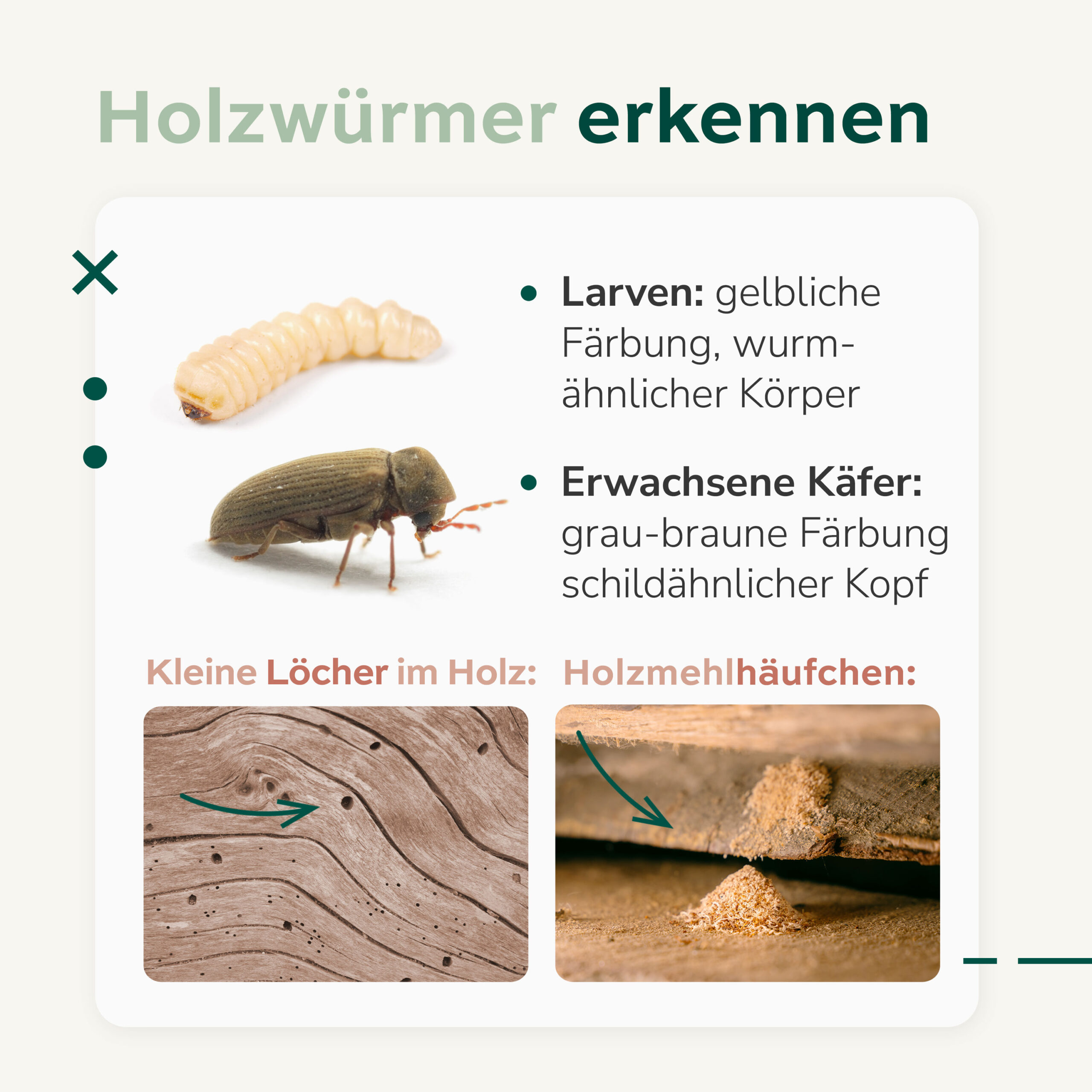 ▷ Holzwurmspray – Holzwürmer bekämpfen mit DFNT