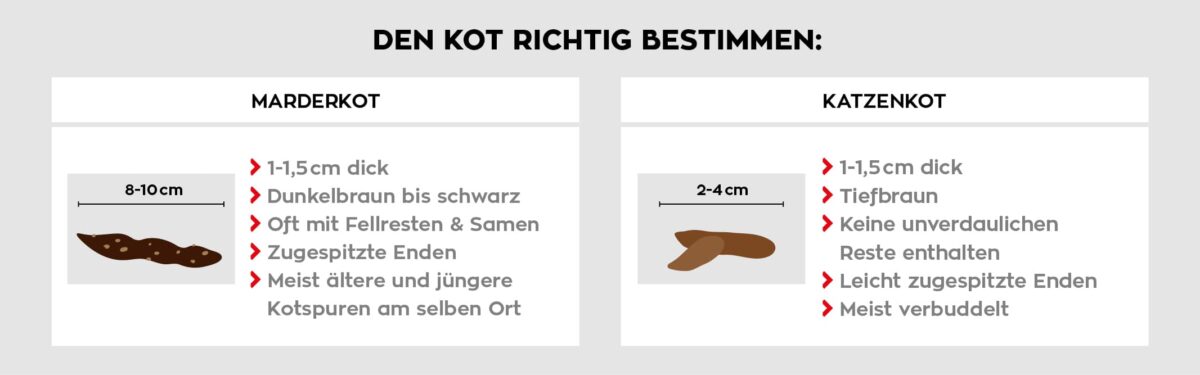 Marder auf dem Dachboden: 4 Tipps für die erfolgreiche