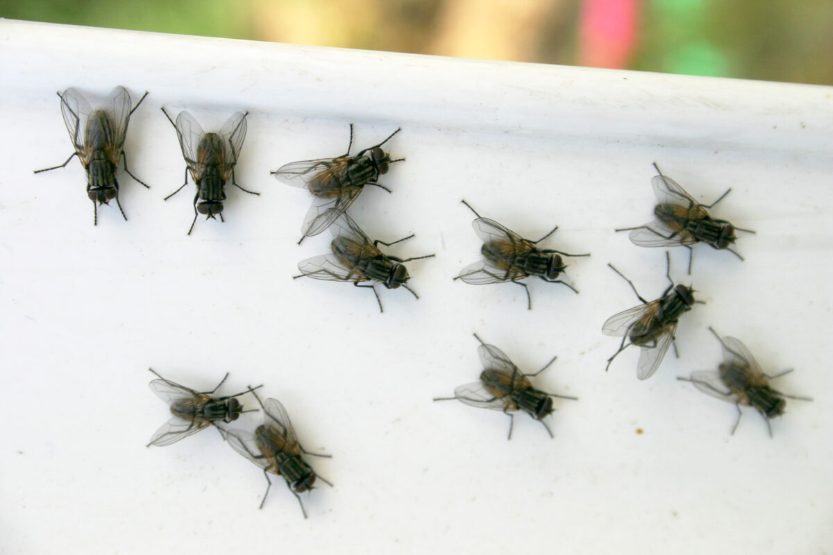 Käfer im Haus: Schädlinge erkennen und schnell wieder loswerden